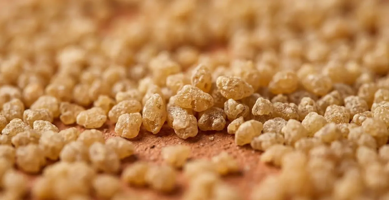 Gros plan sur des grains de semoule de couscous finement roulés à la main, texture détaillée visible